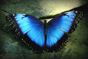 Blue Morpho Butterfly; Credit TexasEagle