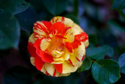 Vibrant-Two-Tone-Rose; Credit Howard Senton