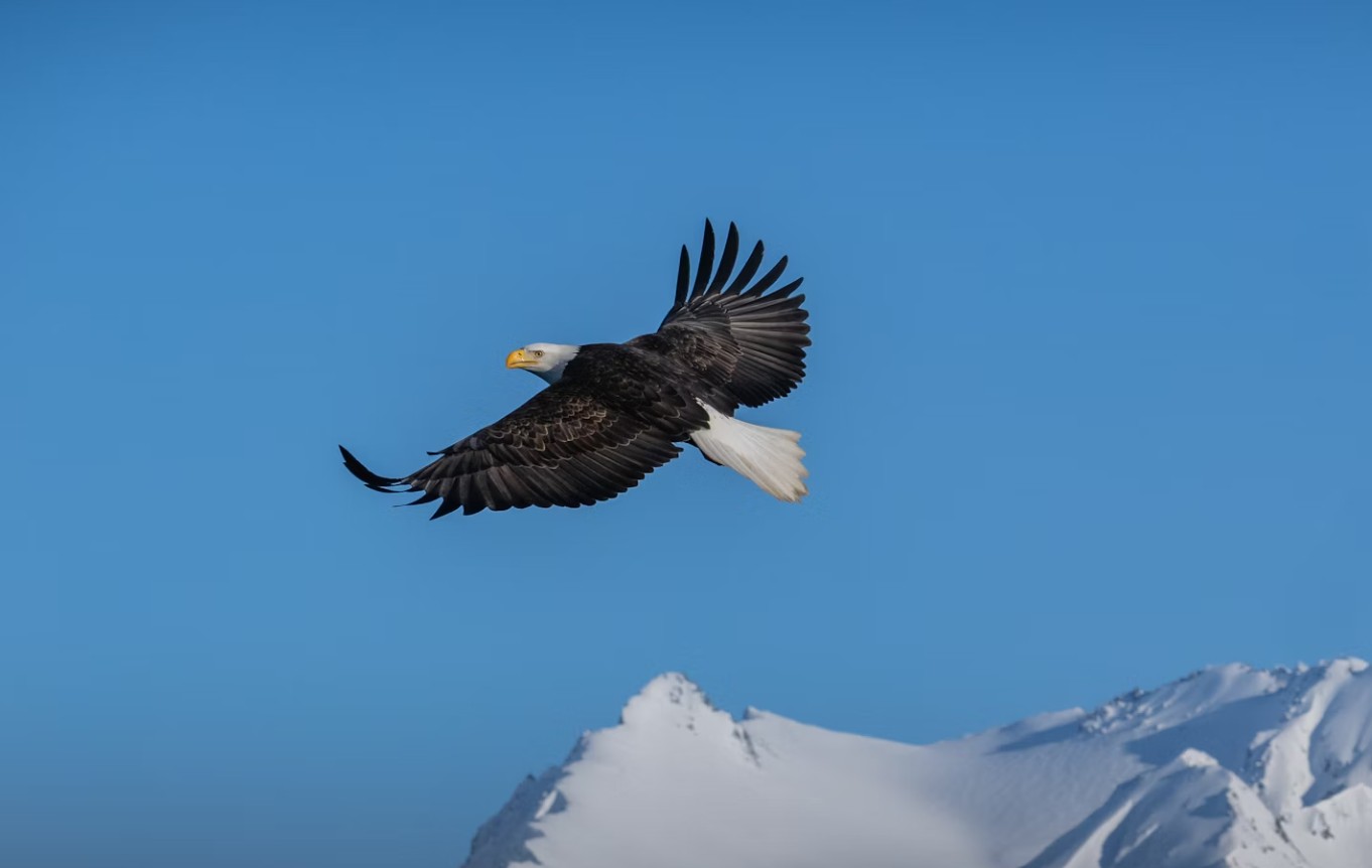 Eagle soaring over mountain ridge